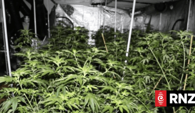 Auckland electrician's suspicions spark cannabis bust in Ōtāhuhu