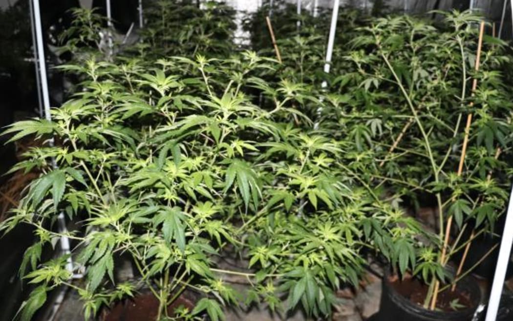 Police have found around 360 cannabis plants at a property in Ōtāhuhu.