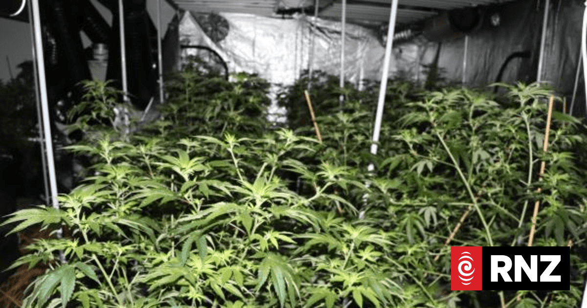 Auckland electrician's suspicions spark cannabis bust in Ōtāhuhu