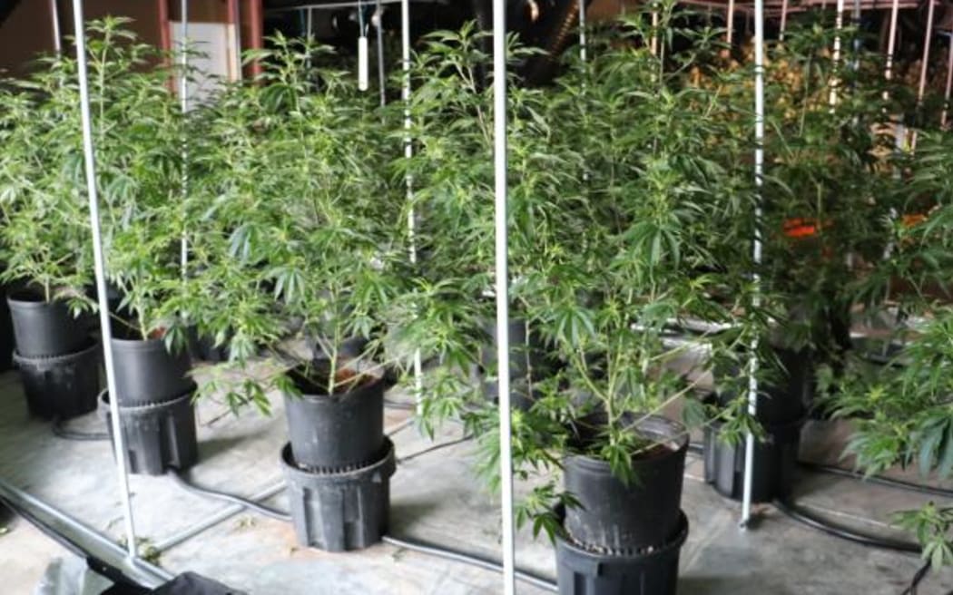 Police have found around 360 cannabis plants at a property in Ōtāhuhu.