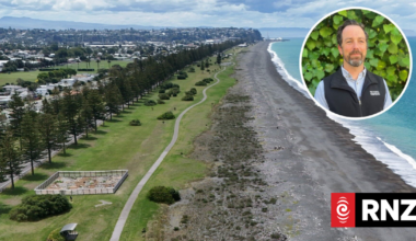 Enter the Skink Squad: On a mission to save a threatened species on Hawke’s Bay beaches