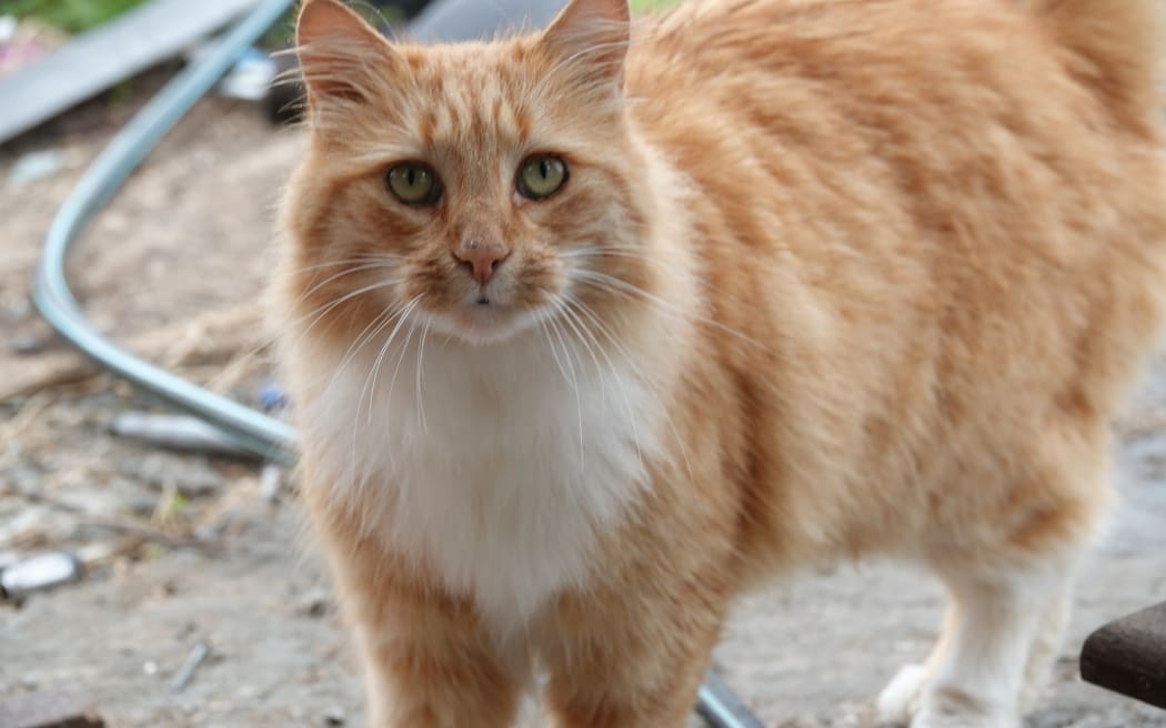 Tony Hitchcock has owned this cat, Pay Back, for five years.