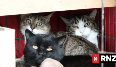 Bureaucratic battle could put cat rescuer's operation on pause