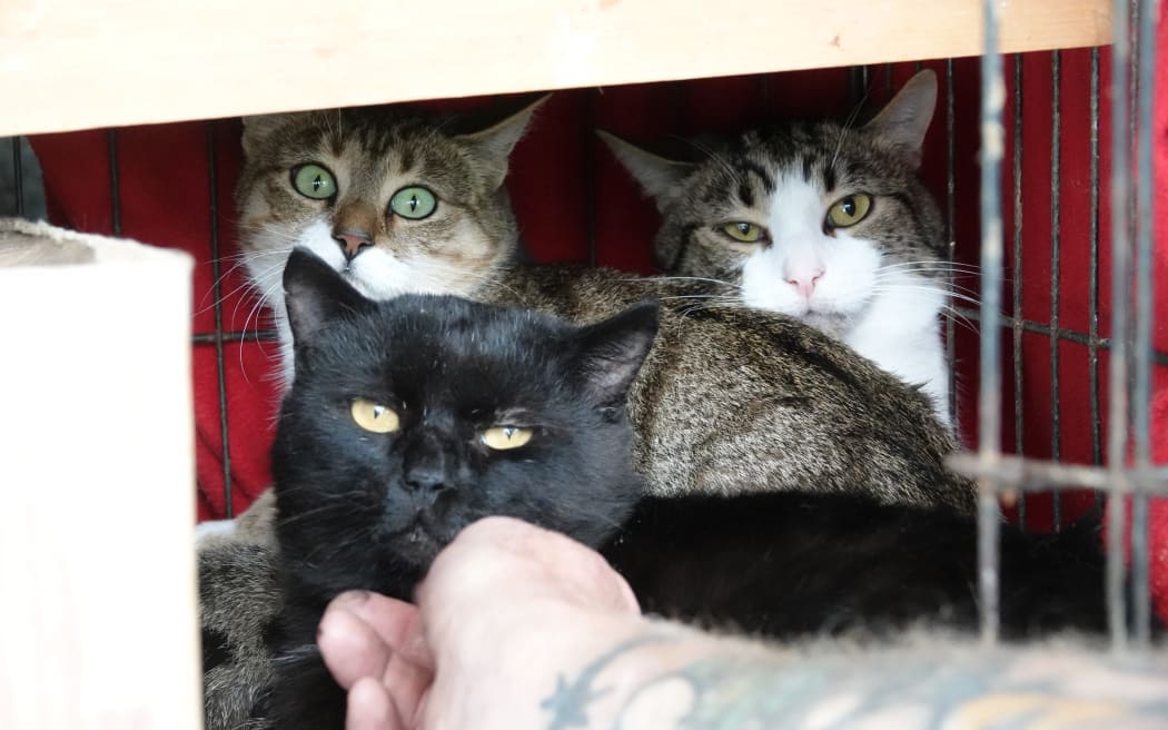 Some of the Feral No More rescue cats are in temporary cages, ahead of their move to Eketāhuna.