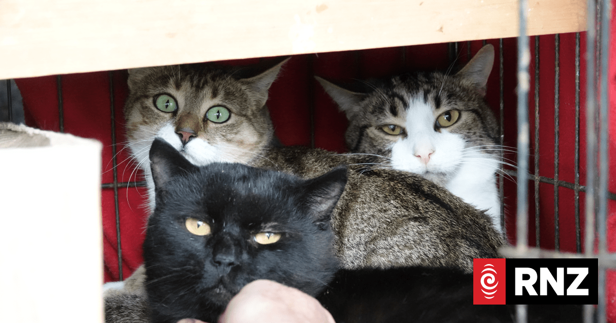 Bureaucratic battle could put cat rescuer's operation on pause