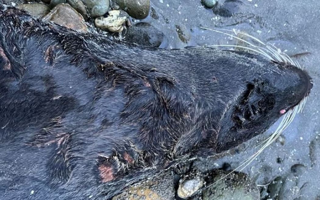 The fur seal was injured, when Sebastian Marinkovich was walking his two dogs on Kina Beach, near Motueka.
