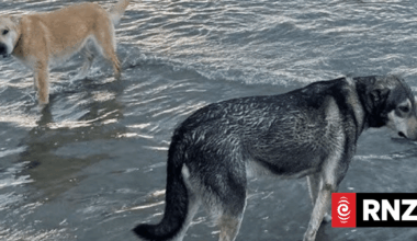 Kina Beach attack: Bo, Koda escape death row after High Court appeal