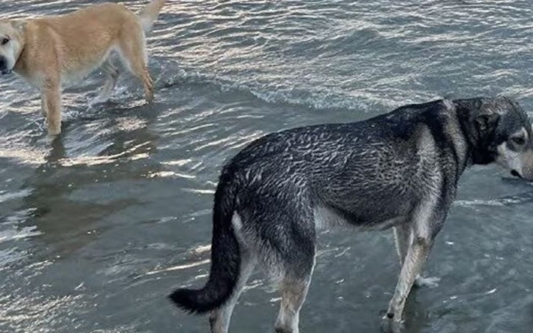 Dogs Bo and Koda, who mauled a fur seal, have been spared a death sentence after the High Court overturned convictions imposed on their owner.