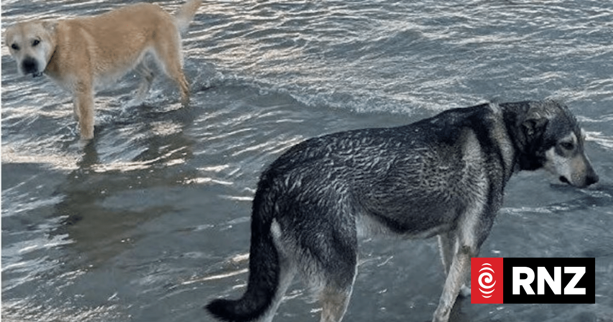 Kina Beach attack: Bo, Koda escape death row after High Court appeal