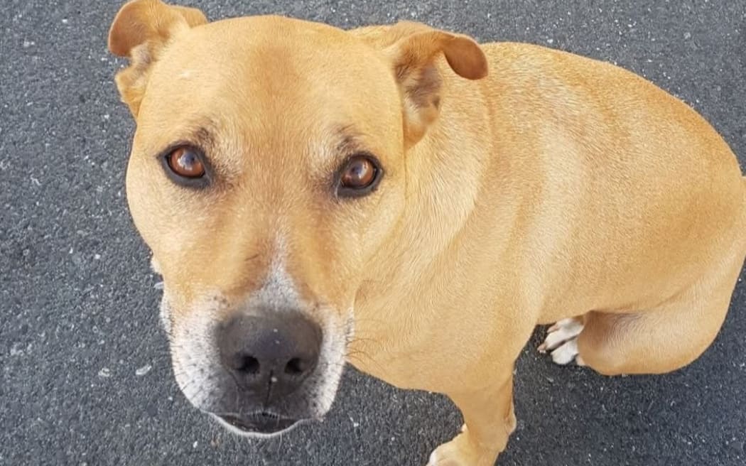 Marley - euthanised dog
