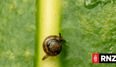 The New Zealand scientist hoping to bring the Norfolk Island snail back from the brink of extinction