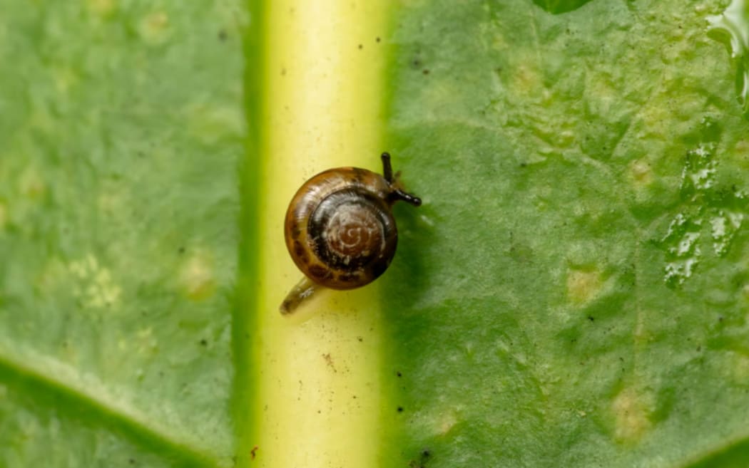 The discovery of neonate (baby) Campbell’s keeled-glass snails proves the group of captive-bred snails are breeding after being released into Norfolk Island NP.
Image credit: Lucas James/DCCEEW