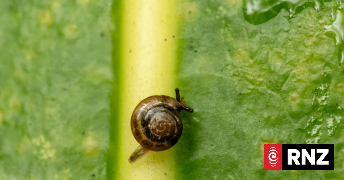 The New Zealand scientist hoping to bring the Norfolk Island snail back from the brink of extinction