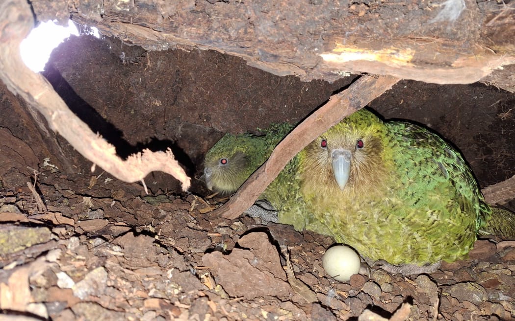 A daytime photo of a kākāpō on a nest, with an egg in front of her, and a large chick hunkered down behind her. There's a tree stump above, the nest is on some soil and there's a bank of soil behind the birds. There's some daylight filtering though a gap in the soil behind.