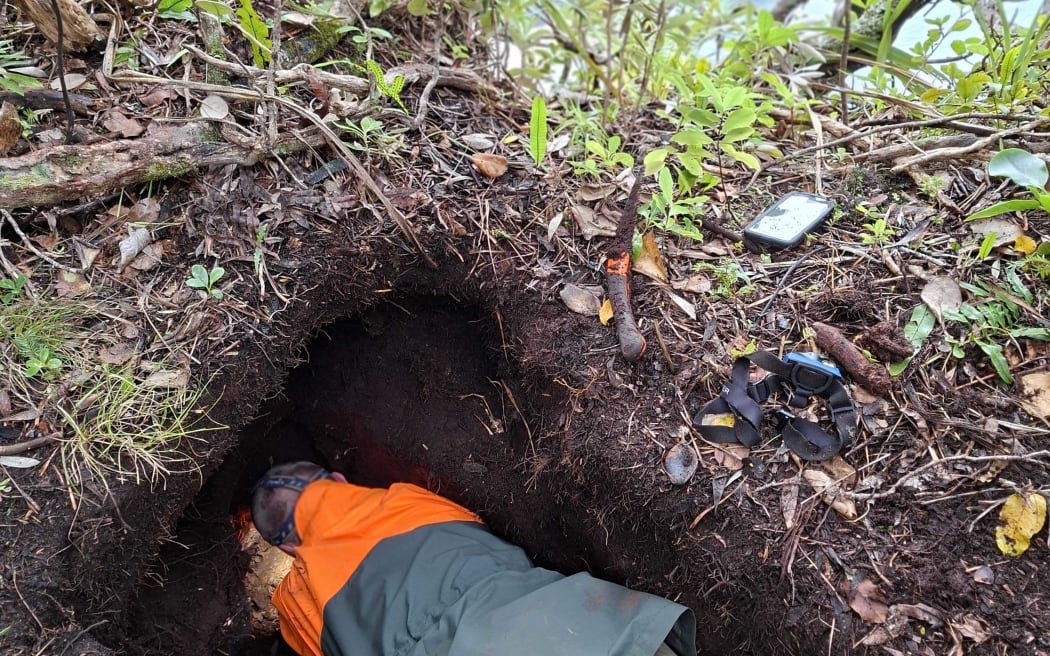 A DOC ranger is lying prone reaching into a nest wearing an orange and green jacket. He's got a headtorch on that is lighting up the inside of the nest. The hole that he is lying in is quite large, in a muddy bank that has some saplings growing on it. On the bank is a knife, headtorch and phone.