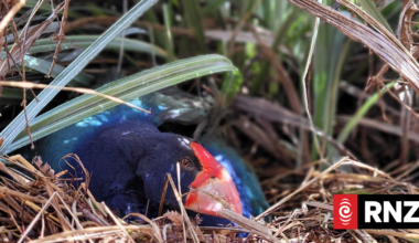 Takahē seniors to spend retirement at Zealandia