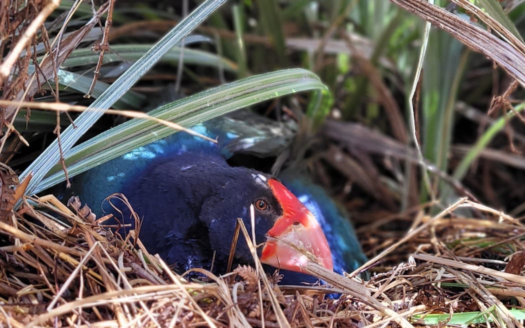 Autahi, the takahē nesting
