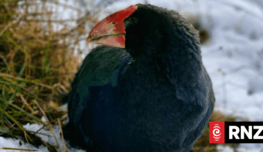 Takahē return to part of Golden Bay after predator-proof fence completed
