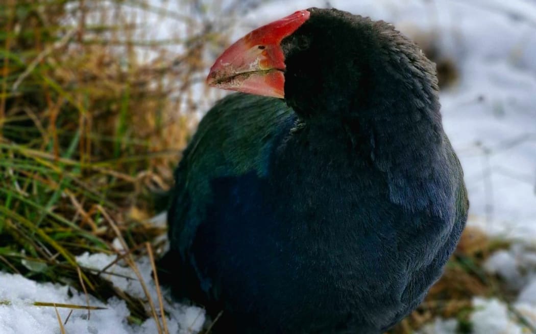 Hopi, the takahē nesting