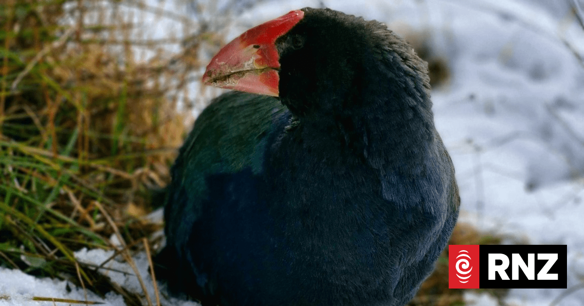 Takahē return to part of Golden Bay after predator-proof fence completed
