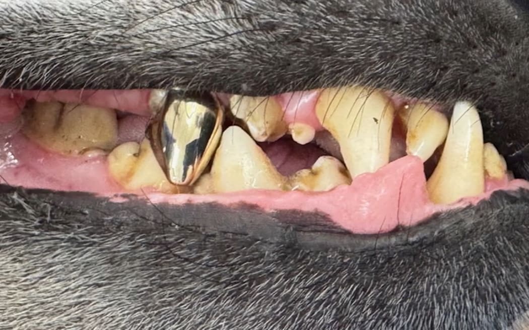 The crown is made from metal alloy strong enough to withstand the hyena's powerful bite.