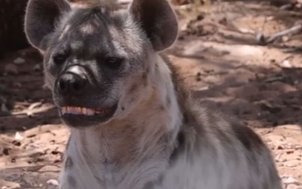 Jabali is a three-year-old hyena.
