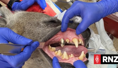 Hyena at South Australian safari park gets gold-coloured crown in dental treatment