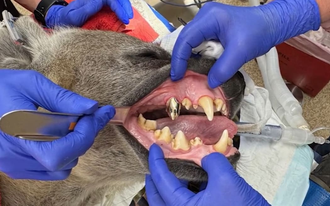 Jabali undergoes dental procedure.