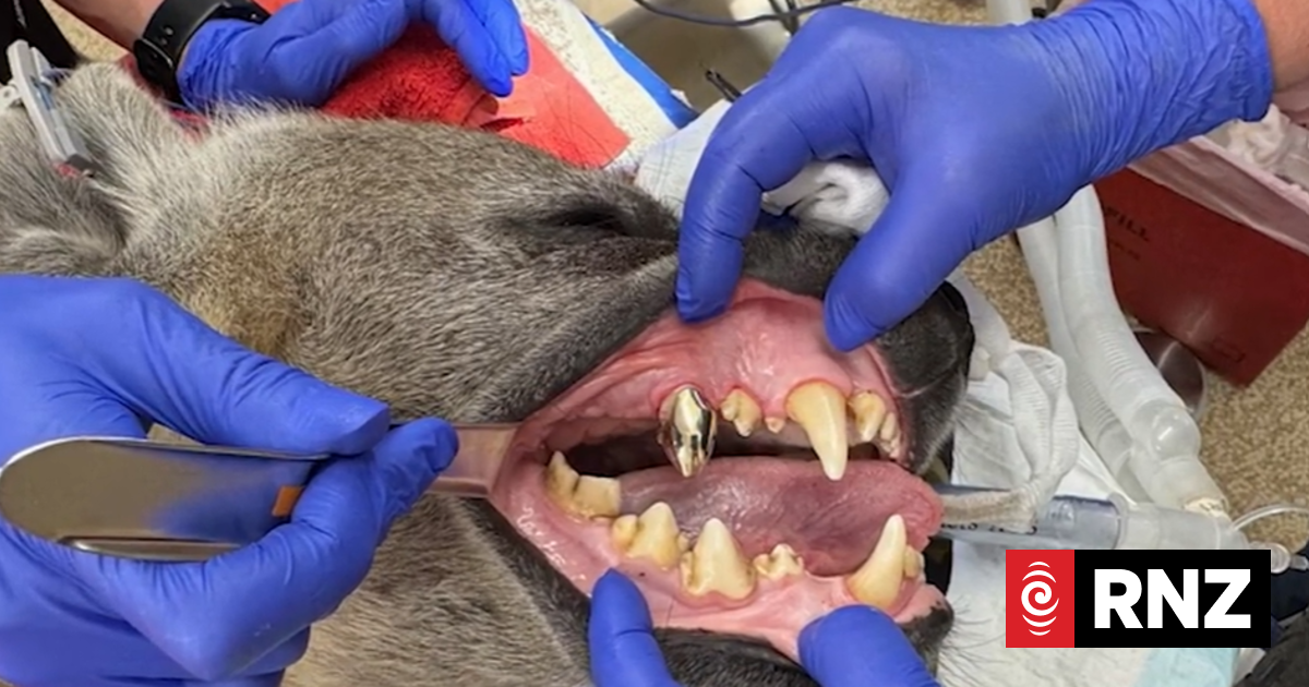 Hyena at South Australian safari park gets gold-coloured crown in dental treatment