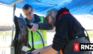 Country Life: Spawning day at Akaroa King Salmon