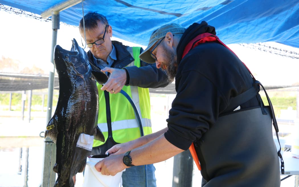 Stewart Hawthorn (left) and hatchery manager Hagen Kocksch remove the eggs from a female salmon.