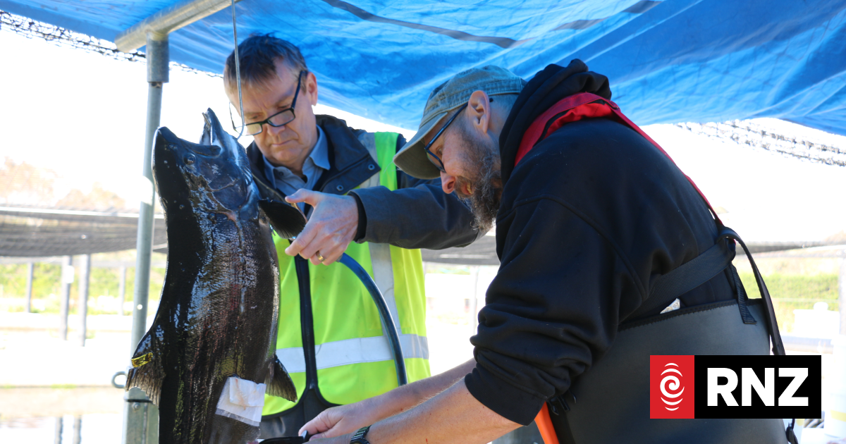 Country Life: Spawning day at Akaroa King Salmon