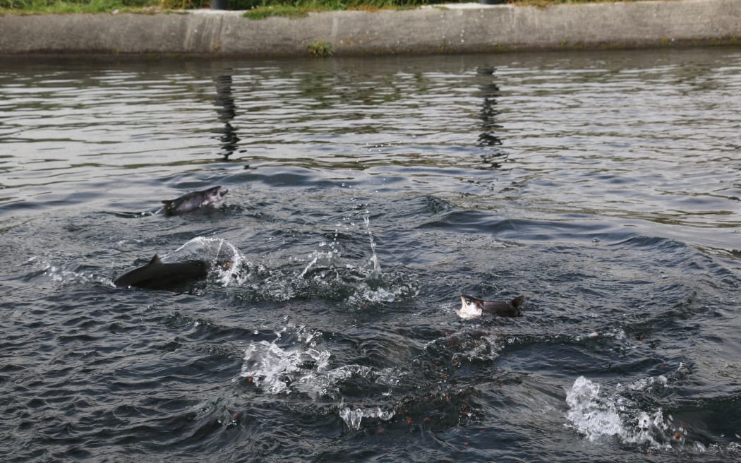 Akaroa King Salmon broodstock - breeding fish.