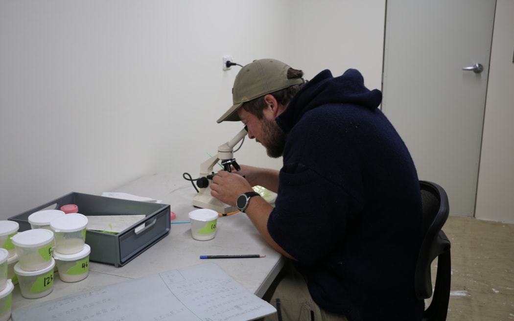 Akaroa King Salmon hatchery assistent manager Henry Wilson examines fish milt to determine which males have the best chance of producing high quality fish.