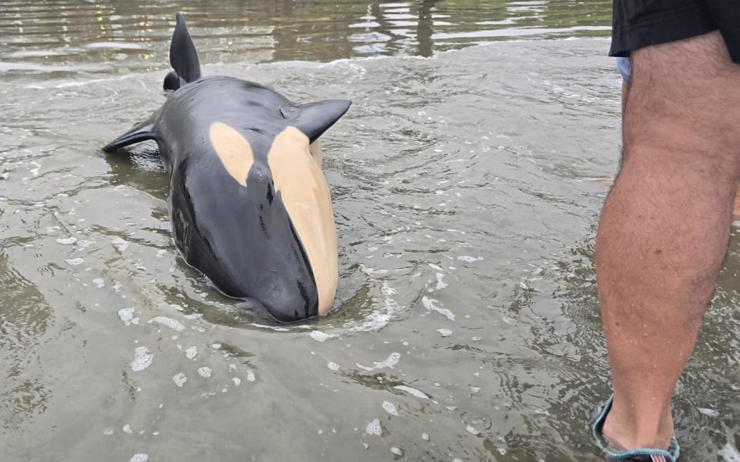 A baby orca stranded on the beach at Orewa on Monday 4 May 2025.
