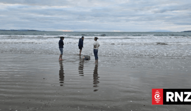 Orca calf found washed up on Auckland's Orewa Beach