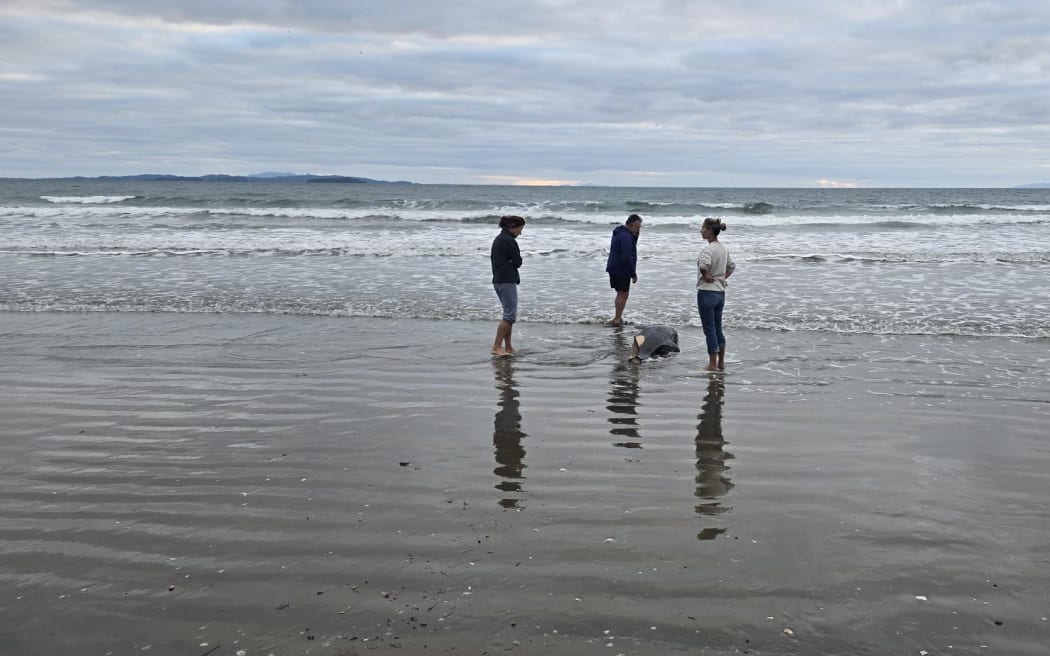 A baby orca stranded on the beach at Orewa on Monday 4 May 2025.