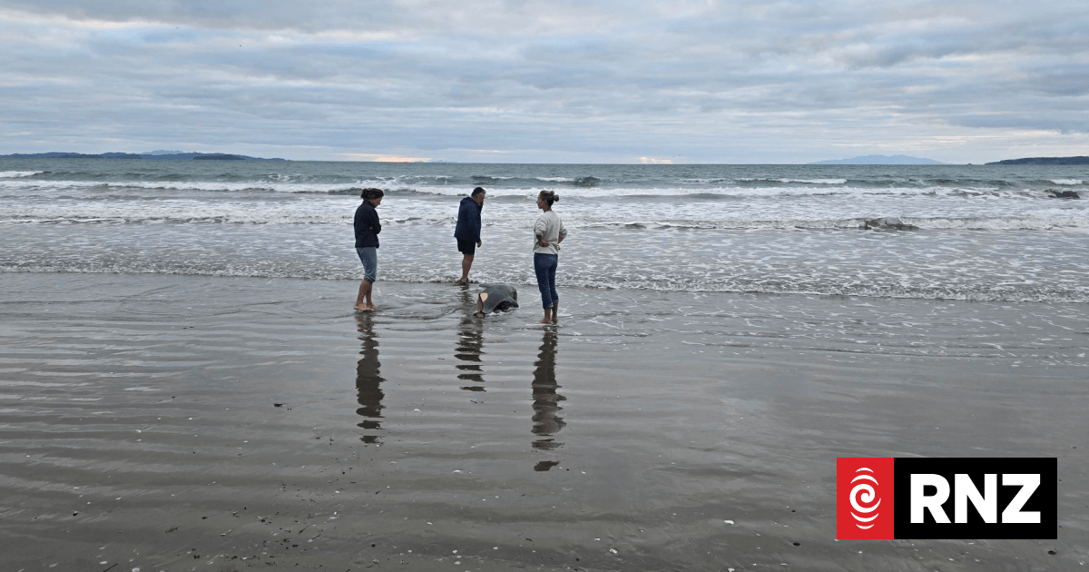 Orca calf found washed up on Auckland's Orewa Beach