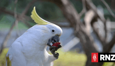 Wild parrots copy their friends when deciding whether to try new foods, study finds