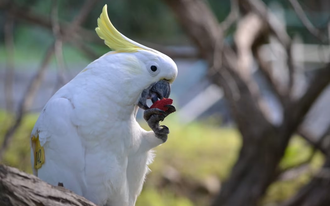 A sulphur-crested cockatoo eats a red-colored almond as part of the experiment.