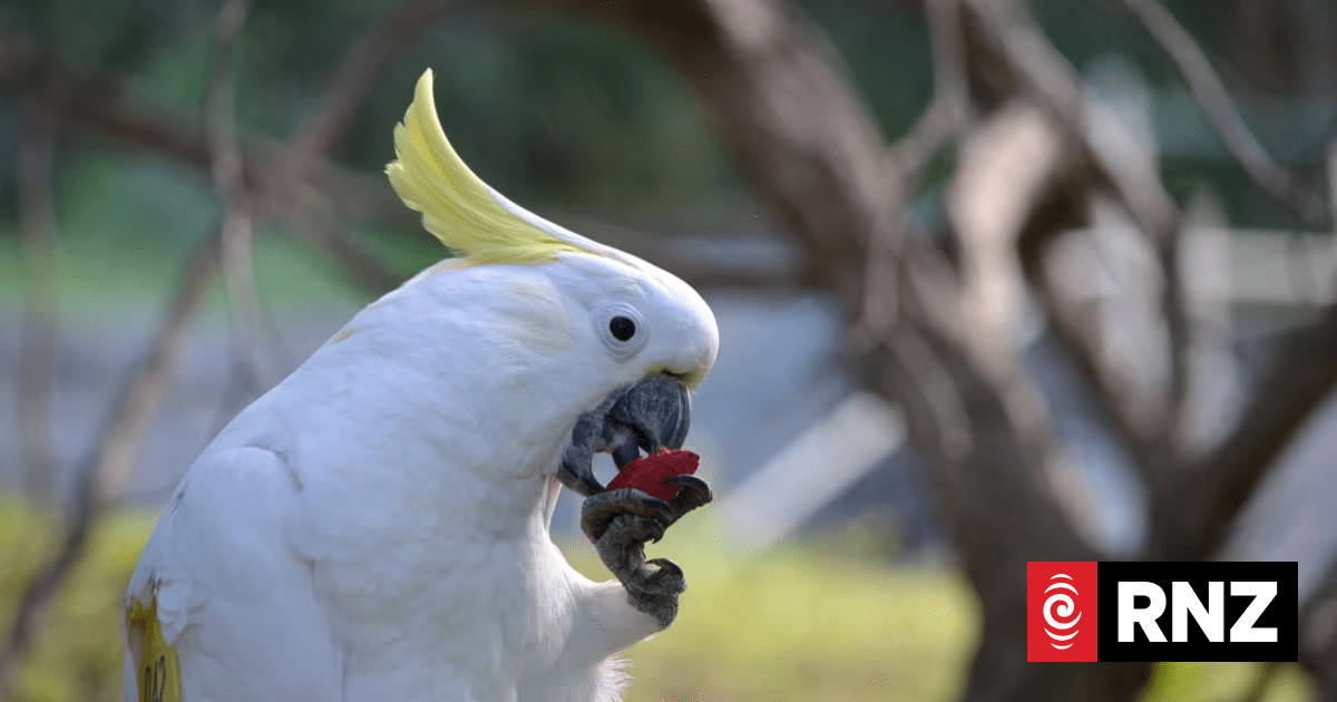 Wild parrots copy their friends when deciding whether to try new foods, study finds