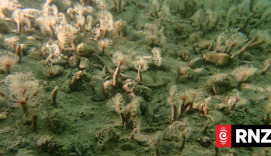 Mystery species tentatively identified after West Coast discovery