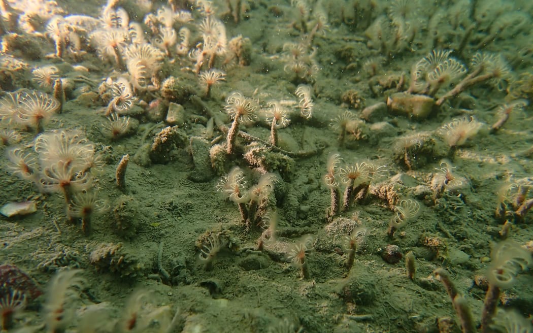 The unknown species tentatively identified as Potamilla alba was found in Jackson Bay.