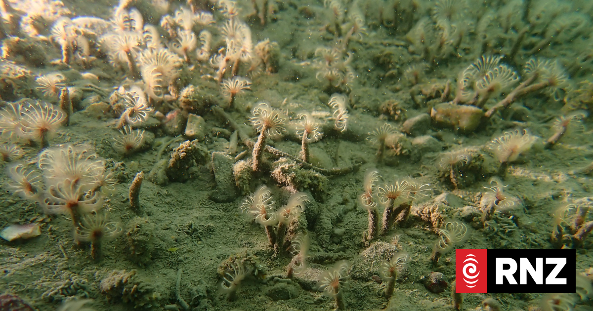 Mystery species tentatively identified after West Coast discovery