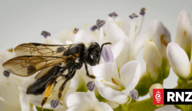 Bee species found in Christchurch after 65 years