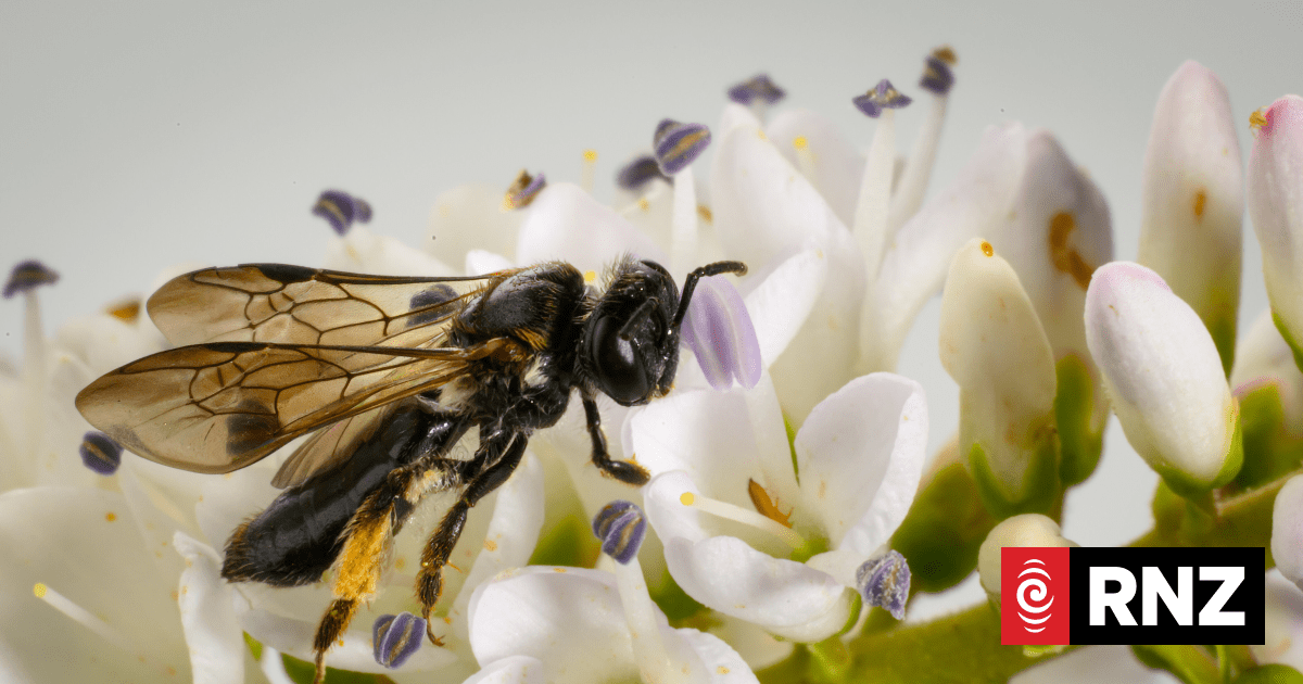 Bee species found in Christchurch after 65 years
