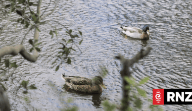 Animal Justice Party renews call to ban duck hunting