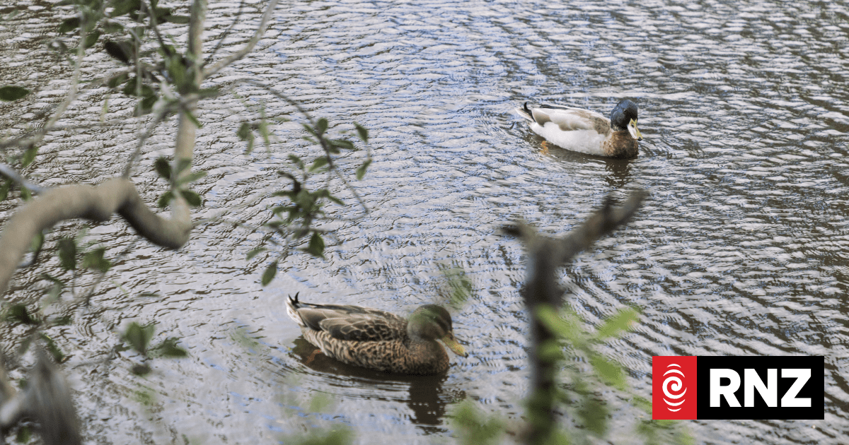Animal Justice Party renews call to ban duck hunting