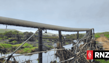 Country Life: Northland's storms test award-winning farm with 'million-dollar' herd