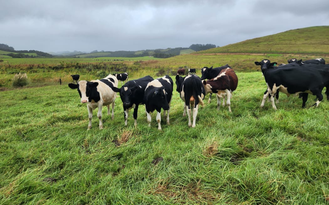 Young bulls in a paddock, part of the Whangaroa Ngaiotonga Trust's beef herd